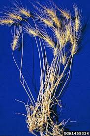 Attēlu rezultāti vaicājumam “Festuca arenaria”