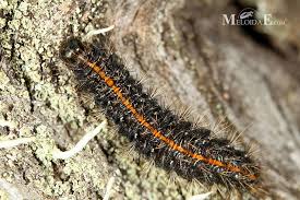 Attēlu rezultāti vaicājumam “Spiris striata”