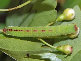 Attēlu rezultāti vaicājumam “Epirrita sp.”