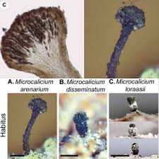 Attēlu rezultāti vaicājumam “Microcalicium disseminatum”