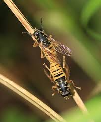 Attēlu rezultāti vaicājumam “Temnostoma vespiforme”