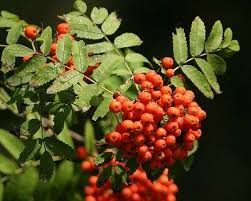 Attēlu rezultāti vaicājumam “Sorbus aucuparia”