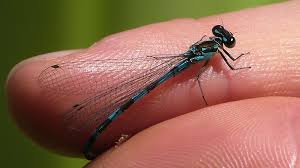 Attēlu rezultāti vaicājumam “Coenagrion hastulatum”