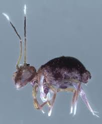 Attēlu rezultāti vaicājumam “Ptenothrix sp.”