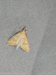 Attēlu rezultāti vaicājumam “Udea fulvalis”