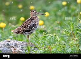 Image result for Gallinago media