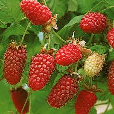 Image result for Rubus sectio