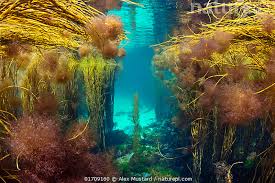 Attēlu rezultāti vaicājumam “Ceramium sp.”