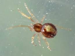 Attēlu rezultāti vaicājumam “Neottiura bimaculata”