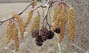 Attēlu rezultāti vaicājumam “Alnus incana female flower”