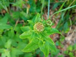 Attēlu rezultāti vaicājumam “Inula salicina flower”