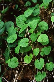 Attēlu rezultāti vaicājumam “Viola epipsila flower”