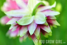 Image result for Aquilegia vulgaris `Nora Barlow`