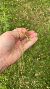 Attēlu rezultāti vaicājumam “Galium palustre fruit”