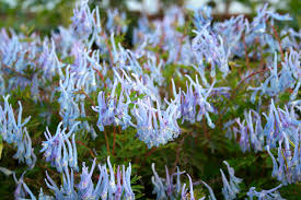 Attēlu rezultāti vaicājumam “Corydalis intermedia flower”