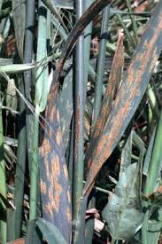 Attēlu rezultāti vaicājumam “Puccinia agrostidis”