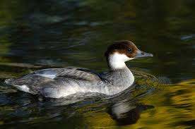 Attēlu rezultāti vaicājumam “Mergus albellus”