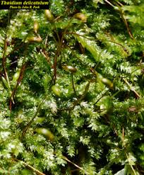 Attēlu rezultāti vaicājumam “Thuidium recognitum”