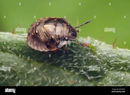 Attēlu rezultāti vaicājumam “Eurygaster testudinaria”