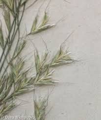 Attēlu rezultāti vaicājumam “Helictotrichon pratense leaf”