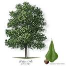 Texas Tree Selector: Tree Description