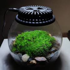 Attēlu rezultāti vaicājumam “| Dicranum”