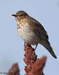 Image result for Catharus ustulatus