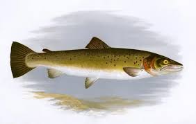 Image result for Salmo trutta