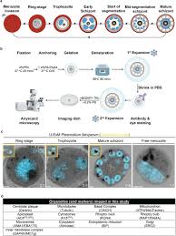 Attēlu rezultāti vaicājumam “Enteridium variabile plasmodium”