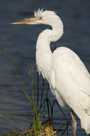 Attēlu rezultāti vaicājumam “Egretta alba”
