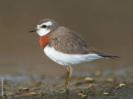 Image result for Charadrius asiaticus