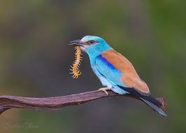 Attēlu rezultāti vaicājumam “Coracias garrulus”