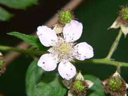 Attēlu rezultāti vaicājumam “Rubus plicatus flower”