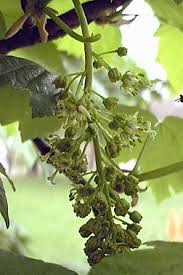 Attēlu rezultāti vaicājumam “Acer pseudoplatanus flower”