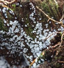 Attēlu rezultāti vaicājumam “Ceratiomyxa morchella”