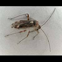 Attēlu rezultāti vaicājumam “Rhabdomiris striatellus”