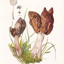Attēlu rezultāti vaicājumam “Gyromitra infula”