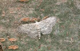 Attēlu rezultāti vaicājumam “Idaea seriata”