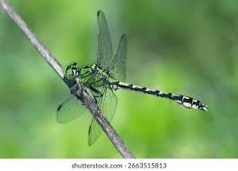 Attēlu rezultāti vaicājumam “Ophiogomphus cecilia”