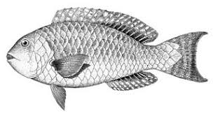 Image result for Calotomus carolinus