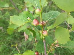 Attēlu rezultāti vaicājumam “Contarinia petioli”