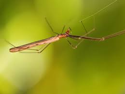 Attēlu rezultāti vaicājumam “Tetragnatha montana”