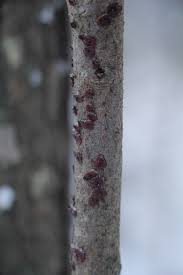 Attēlu rezultāti vaicājumam “Cytidia salicina”