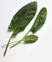 Attēlu rezultāti vaicājumam “Rumex acetosa leaf”