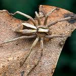 Attēlu rezultāti vaicājumam “Miturgidae”