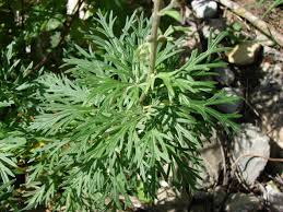 Attēlu rezultāti vaicājumam “Aconitum napellus leaf”