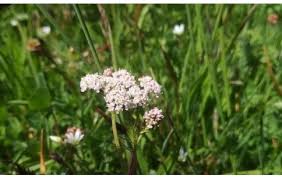 Attēlu rezultāti vaicājumam “Carum carvi”