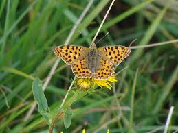Attēlu rezultāti vaicājumam “Argynnis niobe”
