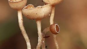 Attēlu rezultāti vaicājumam “Ciboria amentacea”