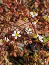 Attēlu rezultāti vaicājumam “Saxifraga tridactylites flower”